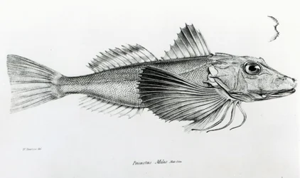 Galapagos Gurnard, tavla 6 från "The Zoology of the Voyage of the H.M.S Beagle, 1832-36" av Charles Darwin.