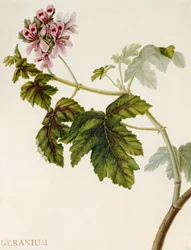 Pelargon (wc på veläng)