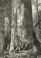 Giant Gum Tree, c.1880, från 