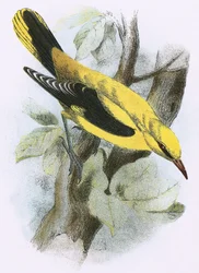 Gyllene Oriole