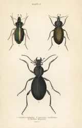 Guldjordlöpare, Carabus auratus 1, jordlöpare, Carabus clathratus 2, och stor svart jordlöpare, Tefflus megerlei
