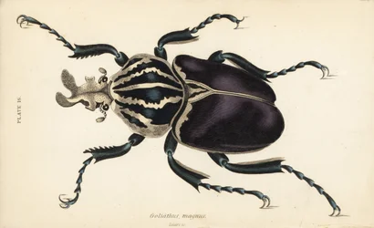 Goliatbagge, Goliathus goliatus (Goliathus magnus)