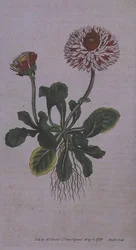 Great Double Daisy (Bellis perennis var. major flore pleno), tallrik 228 från William Curtis 