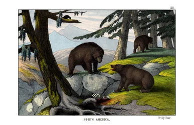 Grizzly björn