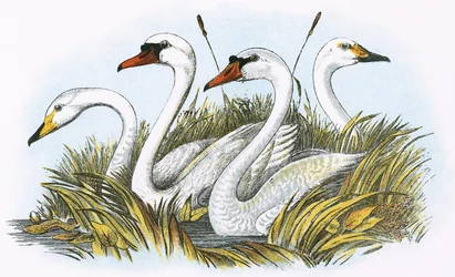 Arter av brittiska svanar