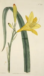 Hemerocallis Flava (gul daglilja) från The Botanical Magzaine eller Flower Garden Displayed, pub. 1796 (handfärgad gravyr)