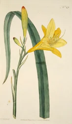 Hemerocallis Flava Yellow Day Lily, pub. 1796 handfärgad gravyr.