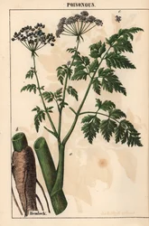 Hemlock eller Conium maculatum   , från "The Instructive Picturebook, or Lessons from the Vegetable World," [Charlotte Mary Yonge], Edinburgh