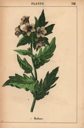 Bolmört   , från "The Instructive Picturebook, or Lessons from the Vegetable World," [Charlotte Mary Yonge], Edinburgh
