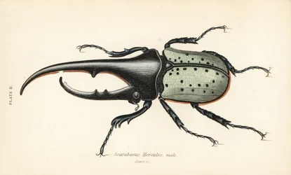 Hercules skalbagge, hane, Dynastes hercules, Scarabaeus hercules