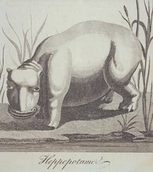 Hippopotamus, från The Gentlemans Magazine, publicerad i december 1772