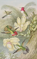 Kolibrier bland tropiska blommor