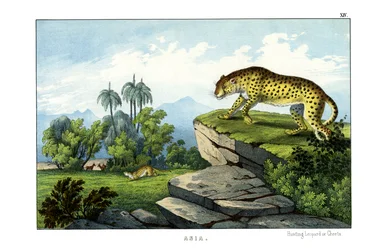 Jakt på leopard