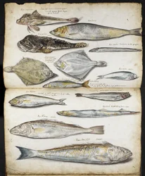 Illustrationer relaterade till De Historia Piscium, av John Ray, ca 1686 (akvarell på papper)