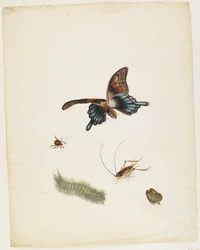Insekter, ca 1805 (svart bläck, wc & grafit på papper)