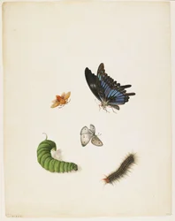 Insekter, ca 1805