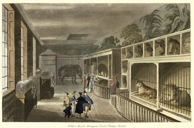 Interiörvy av Politos Royal Menagerie, Exeter Change, Strand, 1812 (akvatint)