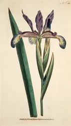 Iris Spuria Spurios Iris, pub. 1790 handfärgad gravyr.