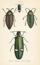 Juvelbaggar: Buprestis chrysis 1, Buprestis sternicornis 2
