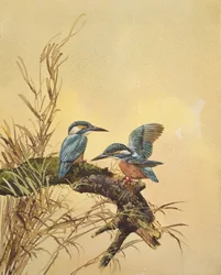 Kingfishers, ca 1890 (wc på papper)