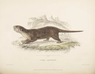Lutra Leptonyx, från "Zoological Researches in Java and the Neighboring Islands", av Thomas Horsfield