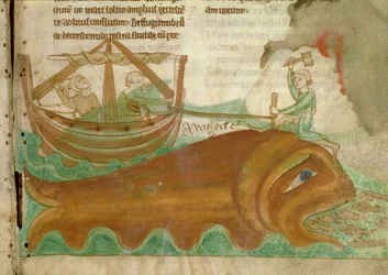 MS.254.f33r En val med en sjöman som slår en påle i dess huvud, detalj från en engelsk bestiarium, tidigt 1200-tal (pergament)