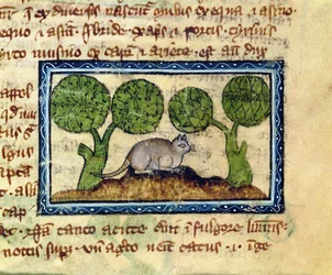 MS 379 f.12r En katt som hukar på en jordhög, detalj ur en bestiarium, engelska
