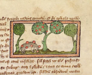 MS 379 f.13r En igelkott som plockar äpplen, detalj ur en Bestiary, engelska