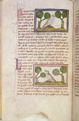 MS 379 f.22v Textsida med en vit hök och en näktergal, från en Bestiarium (pergament)