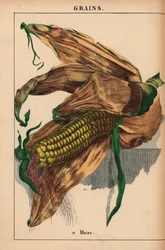 Majs, majs eller sockermajs  , från "The Instructive Picturebook, or Lessons from the Vegetable World," [Charlotte Mary Yonge], Edinburgh