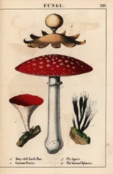 Jordstjärna med många klyftor, Geastrum, karmin Peziza, flugsvamp Amanita muscaria och platthornssvampar.   , från "The Instructive Picturebook, or Lessons from the Vegetable World," [Charlotte Mary Yonge], Edinburgh