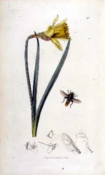 Merodon clavipes (svävfluga) och påsklilja, pub. av John Curtis i 