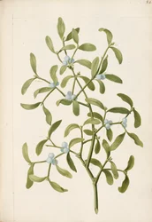 Mistel. En hemi-parasitisk växt, ca 1664 (litho)