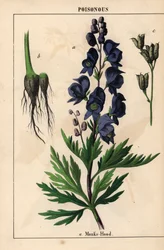 Munkhuva med blå blommor   , från "The Instructive Picturebook, or Lessons from the Vegetable World," [Charlotte Mary Yonge], Edinburgh