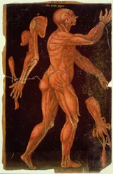 Ms Hunter 364 Tabell VIII Dissektion, från Anatomical Tables, av John Banister (1540-1610) (olja på brunt papper)