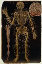 Ms Hunter 364 Tabell VI Dissektion, från Anatomical Tables, av John Banister (1540-1610) (olja på brunt papper)