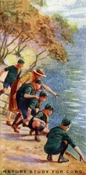 Naturstudie för ungar, 1929