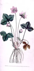 Noble Liverwort (Anemone hepatica), tallrik 10 från William Curtis 