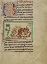 Northumberland Bestiary, c.1250-60 (färgade tvättar och bläck på pergament)