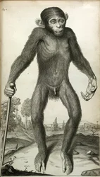 Orang-Outang, sive Homo Sylvestris: eller, en pygmés anatomi jämfört med en apa, en apa och en man...