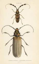 Orthomegas cinnamomeus Prionus corticinus 1 och Batus barbicornis, Lophonocerus barbicornis 2