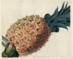 Otaheite ananas från John Lindleys "Pomological Magazine"