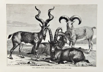 Ovis Ammon - Ibex Siberica - Ovis Nabura - Markhov Ram, illustration från The Universal Geography, the Earth and its inhabitants av Elisee Reclus, publicerad 1878