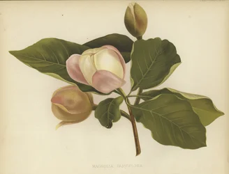 Oyama Magnolia