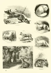Sida från The Pictorial Museum of Animated Nature