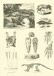 Sida från The Pictorial Museum of Animated Nature