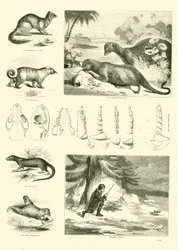 Sida från The Pictorial Museum of Animated Nature