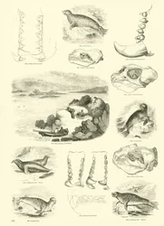 Sida från The Pictorial Museum of Animated Nature