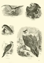 Sida från The Pictorial Museum of Animated Nature