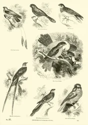 Sida från The Pictorial Museum of Animated Nature